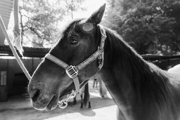 Black and white side profile of a brown horse wearing reins, surrounded by lush vegetation with a dramatic ray of light illuminating its head. © ozguadarrama