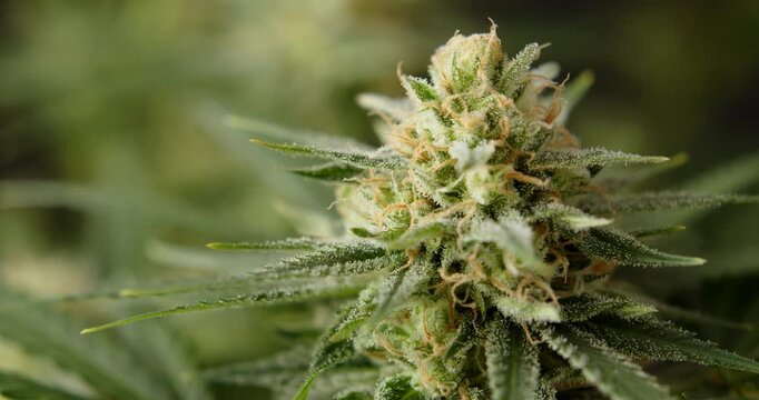 marihuana cbd thc bud flowering harvest trichomes cannabis flower
