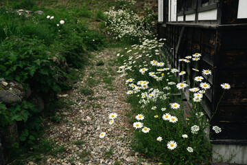 Obraz premium Daisy flower path cottage garden white yellow gravel wooden, daisy bloom along gravel path beside dark wooden cottage wall in lush green summer garden with rustic rural charm