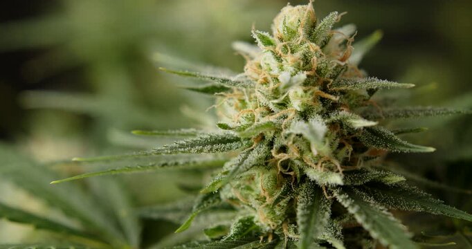 marihuana cbd thc bud flowering harvest trichomes cannabis flower