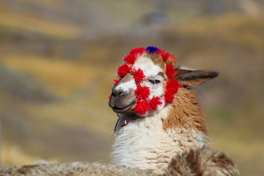 llamas de los andes peruanos auquenidos 