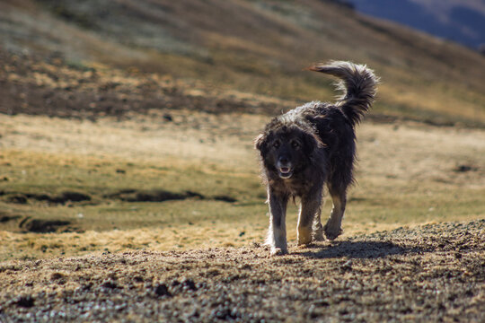 perro de campo, en los andes peruanos