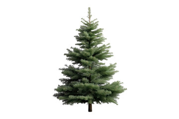 Fototapeta premium Natural green evergreen fir tree isolated on transparent background