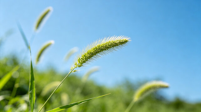 A close-up of a green foxtail grass head against a bright blue sky on a sunny day in a lush meadow.