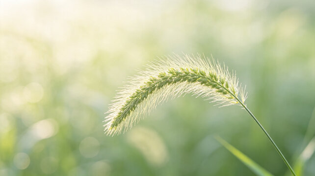 A close-up shot of a fuzzy green foxtail grass stalk illuminated by warm sunlight against a soft bokeh background.
