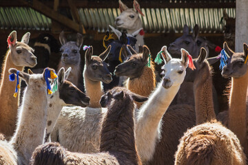 llamas de los andes peruanos auquenidos  © Luis Antonio