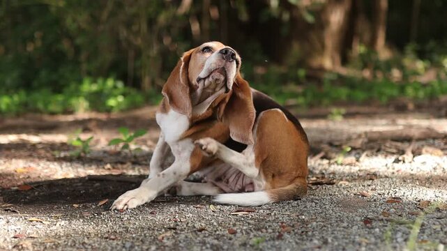 A cute Beagle dog sitting outdoors on a dirt path, using its hind leg to scratch its neck in a natural and funny moment.
