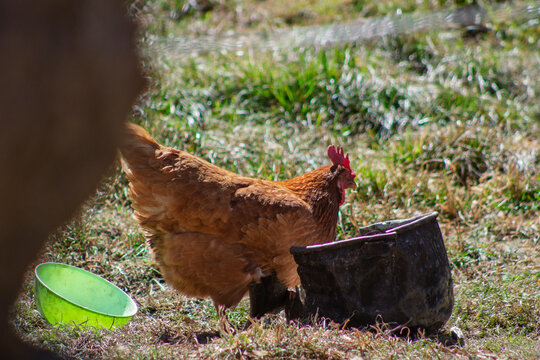 galllina comiendo de una olla vieja