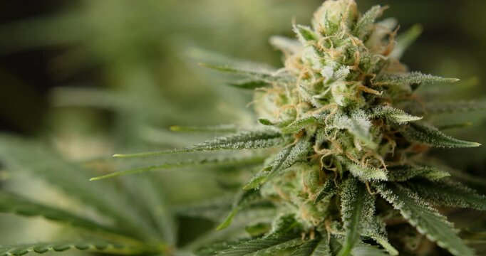 marihuana cbd thc bud flowering harvest trichomes cannabis flower