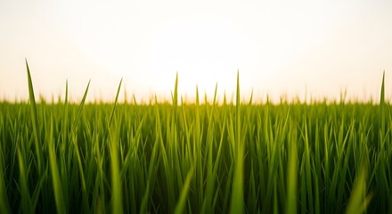Fototapeta premium lush green grass field at sunset.