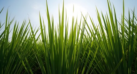 Obraz premium A low-angle shot of tall green grass blades reaching towards the bright sun in a blue sky.