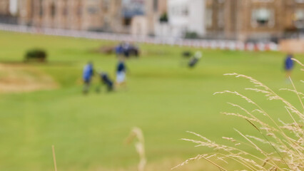 Fototapeta premium Blurred Golfers on Green with Tall Grass in Foreground