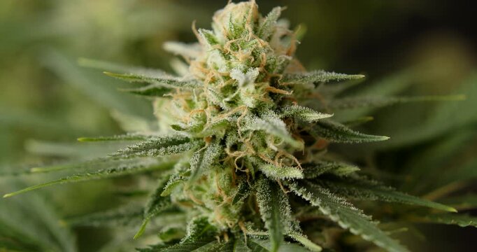 marihuana cbd thc bud flowering harvest trichomes cannabis flower