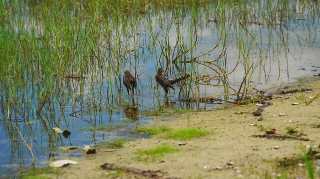 landscape of Lake Wales is a historic city in Polk County, Florida, highest point of Florida