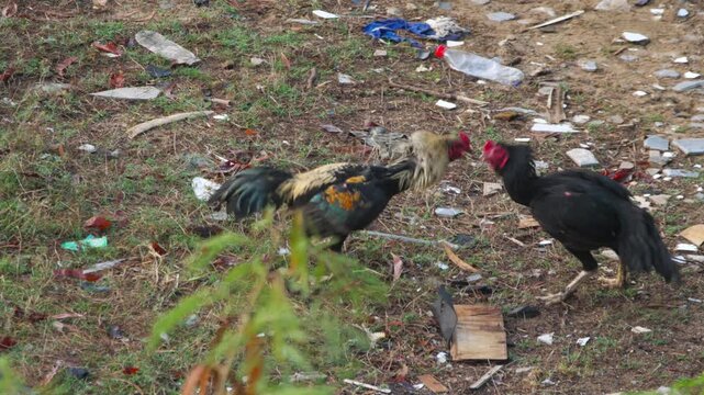 Two roosters fighting intensely in a traditional cockfight on a dirty field with scattered trash and plastic bottles, natural daylight, medium shot.