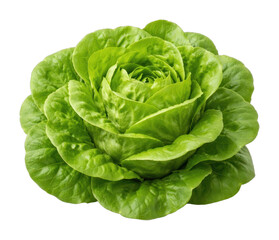 Obraz premium PNG Fresh green lettuce head.