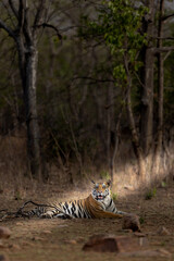 Bengal tiger resting on the ground and gazing at the camera amid. Panna National Park Madhya Pradesh India. © theStorygrapher