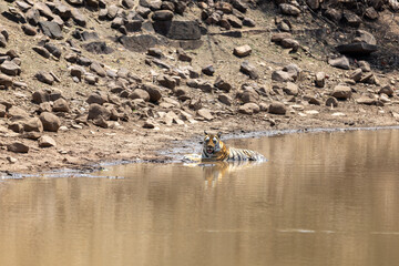 Bengal tiger lying in a waterhole and looking toward the camera below. Panna National Park Madhya Pradesh India. © TheStorygrapher