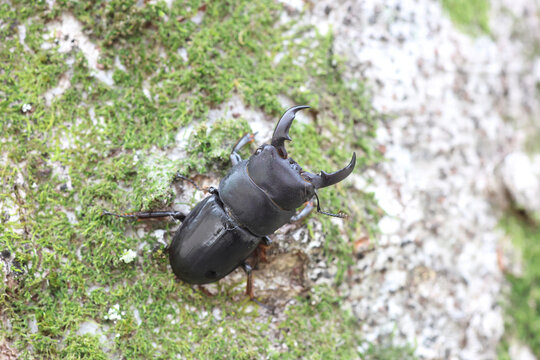 Giant stag beetle (Dorcus titanus pilifer) in Osaka, Japan