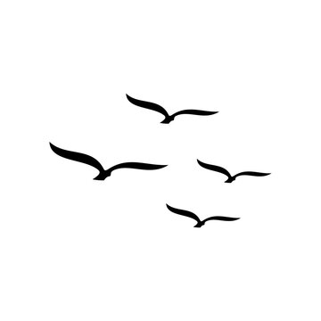 seagull birds illustrations