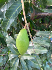 green and white mango fruits on the garden © mansum008