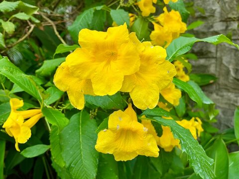 Macro close up of vibrant yellow Tecoma stans or yellow trumpetbush flowers blooming with fresh green leaves. Bright tropical flowers with trumpet shape in natural sunlight.
