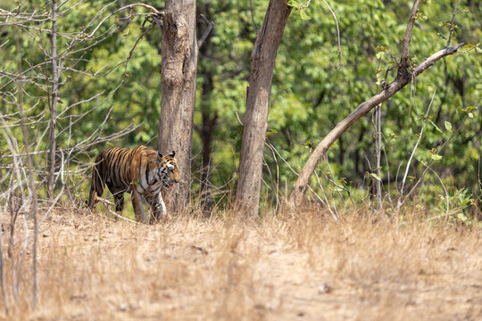 Bengal tiger moving through tall dry grass and trees at the forest. Panna National Park Madhya Pradesh India.