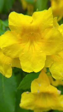 4K Macro Video of Yellow Tecoma Stans Flowers Swaying in Garden