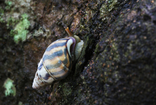 The Florida tree snail (Liguus fasciatus) is a land snail that lives entirely in trees.