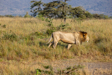 Male lion walking across the savanna near acacia bushes. Masai Mara National Reserve Kenya. © theStorygrapher