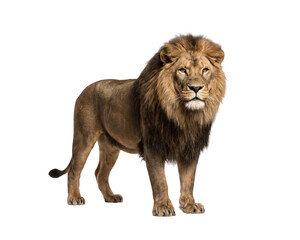 Lion standing with a full mane displays its majestic presence against a clean white background for a professional wildlife study. © Rokibul