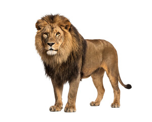 Male lion standing and looking to the side with a serious expression © Rokibul