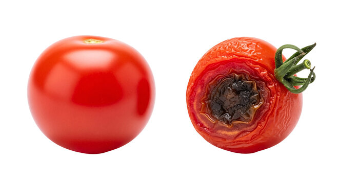 Whole and decayed tomato pair close up.