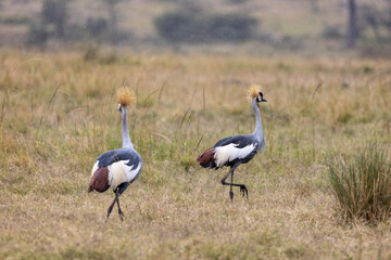 Naklejka premium Two grey crowned cranes walking through grassland in light rain. Masai Mara National Reserve Kenya.