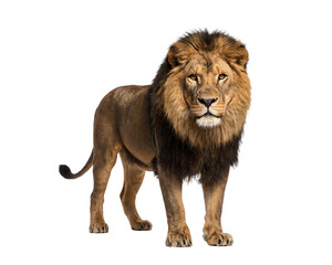 Male lion standing and looking to the side with thick mane © Rokibul