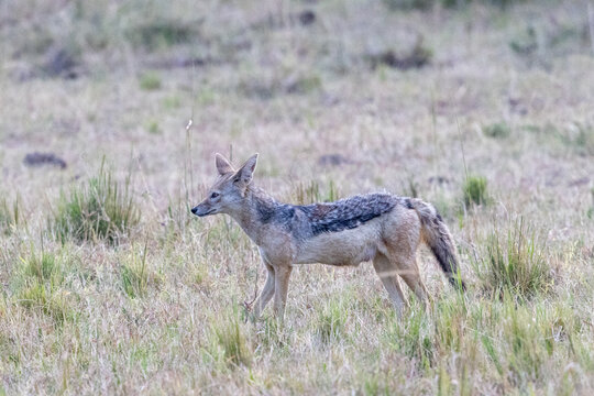 A black-backed jackal standing alert in open grassland. Masai Mara National Reserve Kenya.