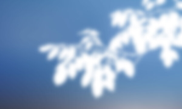 Soft blurry tree branch shadow on a clean blue sky background