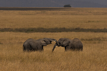 Playful African Elephants Interacting in the Serengeti Savanna © Della