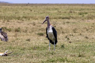 A marabou stork stands on the open savanna with a vulture. Masai Mara National Reserve Kenya. © TheStorygrapher