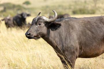 An African buffalo in profile standing in golden grass with the herd. Masai Mara National Reserve Kenya. © TheStorygrapher