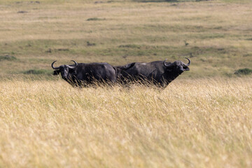 Two African buffalo standing in tall golden grass on savanna in Kenya. Masai Mara National Reserve Kenya. © TheStorygrapher