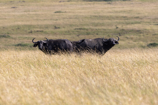 Two African buffalo standing in tall golden grass on savanna in Kenya. Masai Mara National Reserve Kenya.