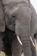 An African bush elephant lowers its head to feed in the grasslands. Masai Mara National Reserve Kenya. © TheStorygrapher