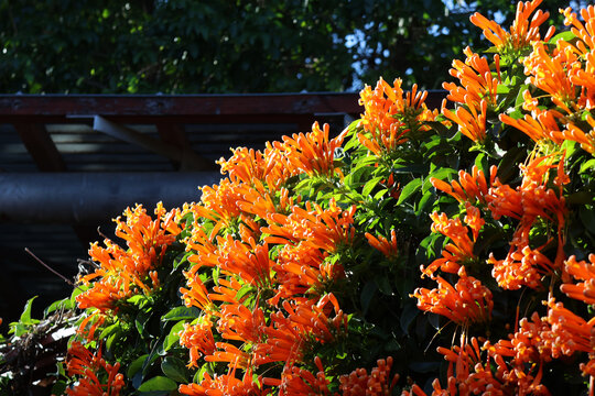 Orange trumpet vine (Pyrostegia venusta) flowers blooming in dense clusters over a garden trellis under bright sunlight