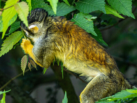Squirrel monkey perched on branch, alert gaze, natural light