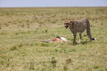 Cheetah standing beside a fresh gazelle kill on the open savanna. Masai Mara National Reserve Kenya. © TheStorygrapher