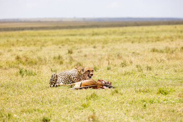 Cheetah lying low over its gazelle kill on grassland in Kenya. Masai Mara National Reserve Kenya. © TheStorygrapher