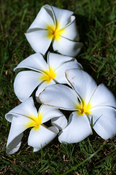 Wthie frangipani flower or Kamboja merah