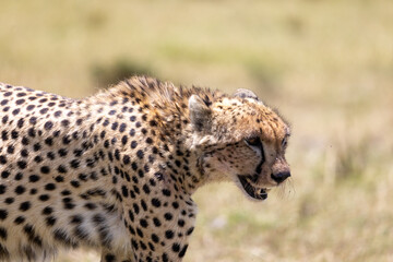 Close view of a cheetah walking with its head lowered. Masai Mara National Reserve Kenya. © TheStorygrapher