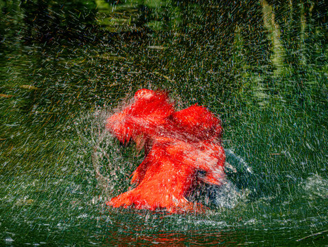 Ibis rouge